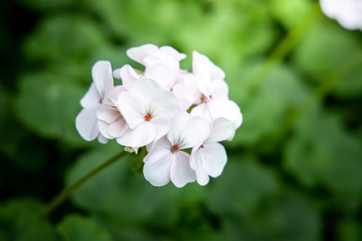 The background image of the colorful flowers, background nature