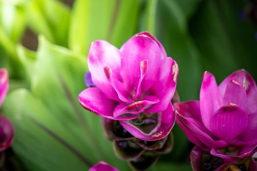 The background image of the colorful flowers, background nature