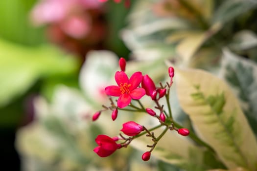 The background image of the colorful flowers, background nature