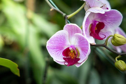 Beautiful blooming orchids in forest, On the bright sunshine