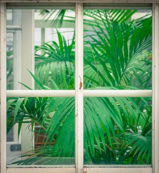 Gardening Detail Of Tropical Plants (Palms) Through A Rustic Greenhouse Window