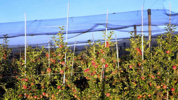 Apple plantation, orchard with anti hail net for protection, pan shot from side, read apples on tree in sunrise, fruit production, plant protection business