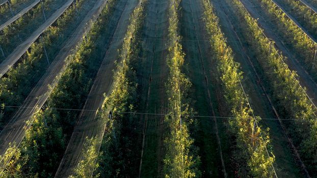 Apple plantation, orchard with anti hail net for protection from above, aerial shot, natural disaster and severa weather protection in agriculture, fruit production