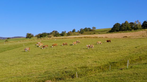 Catlle herd grazing on mountain pasture, aerial footage, rural scene, high angle, ecological agriculture, dairy farm