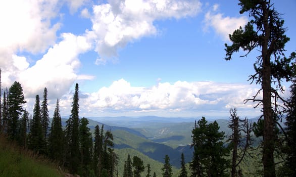 A look at the tops of the mountains through the tops of tall pines. Altai, Siberia, Russia.