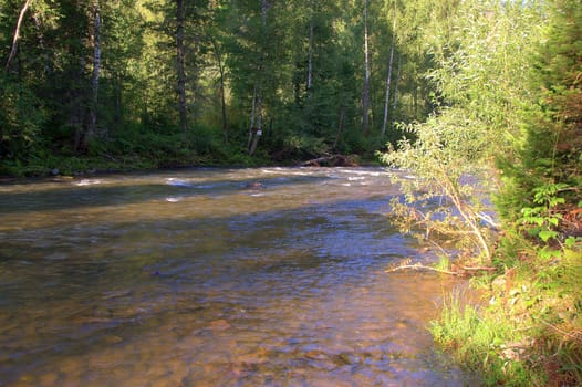 The clear water of a shallow river flowing through a mountain forest in the morning. Altai, Siberia, Russia.