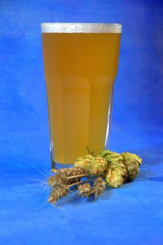 Glass of wheat beer with foam and ears of hops on a blue background. Close-up.