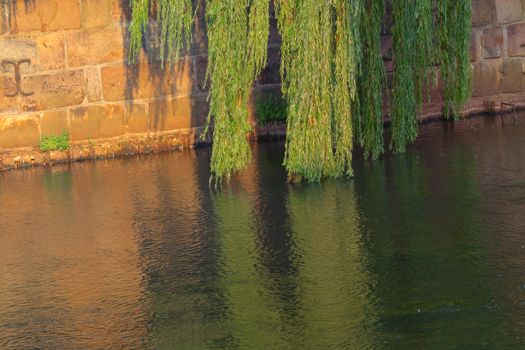 Light green weeping willow that lets its branches hang over the river Ilmenau Ilmenau.