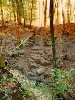 Old stone stairs in the green forest
Main motive of this image focus as intended