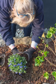 Woman hands in gloves planting flowers for the spring.