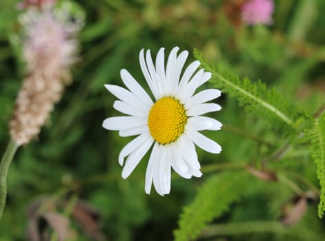 close up of Leucanthemum vulgare, commonly known as the ox-eye daisy, oxeye daisy, dog daisy