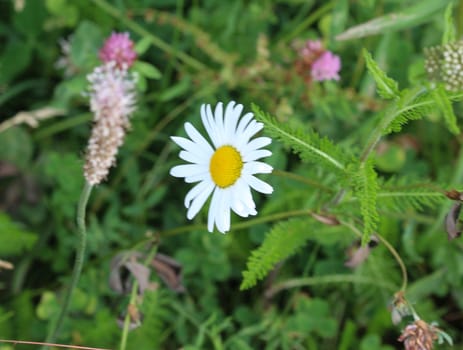 close up of Leucanthemum vulgare, commonly known as the ox-eye daisy, oxeye daisy, dog daisy