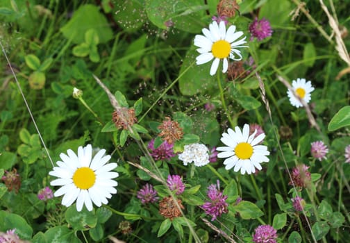 close up of Leucanthemum vulgare, commonly known as the ox-eye daisy, oxeye daisy, dog daisy