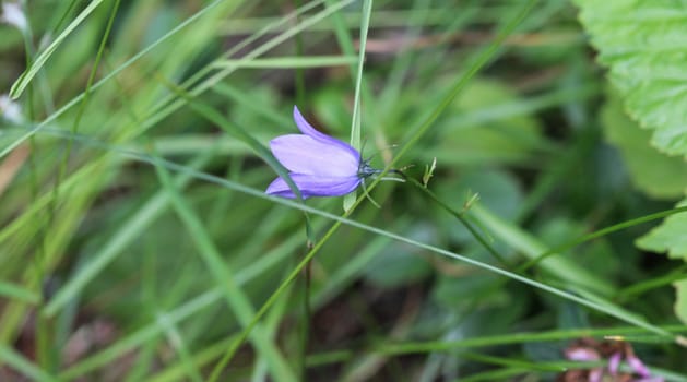 close up of Campanula rotundifolia, known as the harebell, bluebell, blawort, hair-bell and lady's thimble