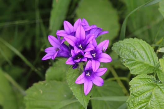 close up of Campanula glomerata flower, known by the common names clustered bellflower or Dane's blood