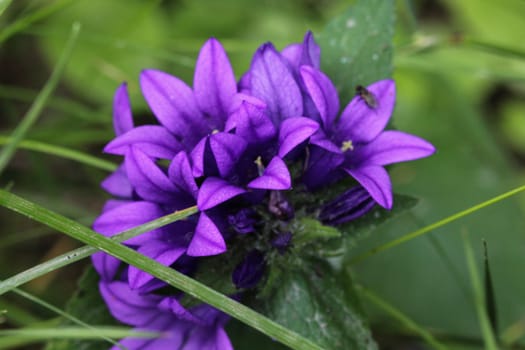 close up of Campanula glomerata flower, known by the common names clustered bellflower or Dane's blood