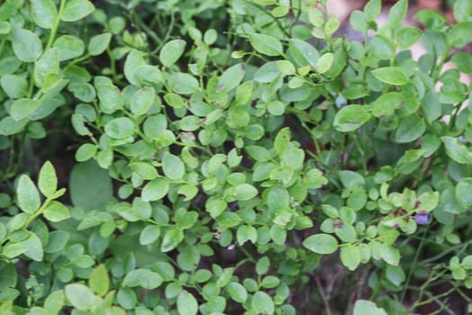 Close up of Vaccinium myrtillus shrub, common called commonly called common bilberry, wimberry, blue whortleberry, or European blueberry.