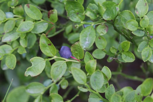 Close up of Vaccinium myrtillus shrub, common called commonly called common bilberry, wimberry, blue whortleberry, or European blueberry.