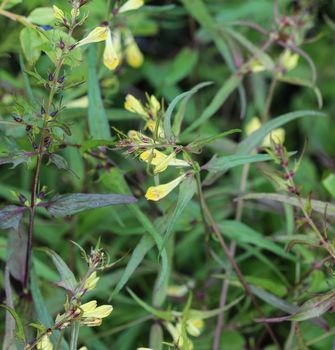 Close up of Melampyrum lineare, commonly called the narrowleaf cow wheat flower