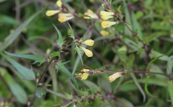 Close up of Melampyrum lineare, commonly called the narrowleaf cow wheat flower