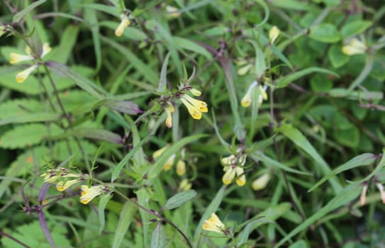 Close up of Melampyrum lineare, commonly called the narrowleaf cow wheat flower