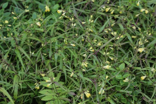 Close up of Melampyrum lineare, commonly called the narrowleaf cow wheat flower