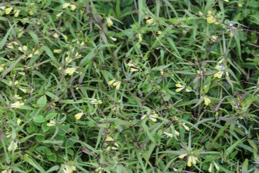 Close up of Melampyrum lineare, commonly called the narrowleaf cow wheat flower