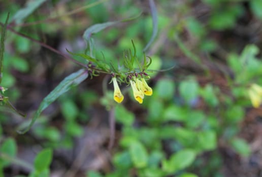 Close up of Melampyrum lineare, commonly called the narrowleaf cow wheat flower