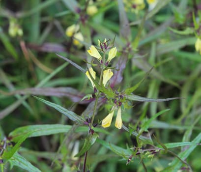 Close up of Melampyrum lineare, commonly called the narrowleaf cow wheat flower