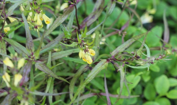 Close up of Melampyrum lineare, commonly called the narrowleaf cow wheat flower