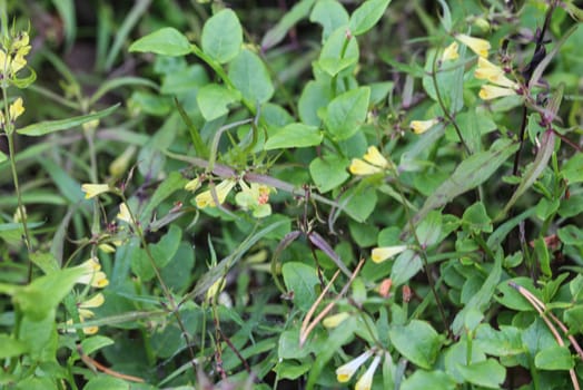 Close up of Melampyrum lineare, commonly called the narrowleaf cow wheat flower