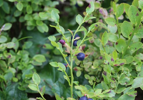 Close up of Vaccinium myrtillus shrub, common called commonly called common bilberry, wimberry, blue whortleberry, or European blueberry.