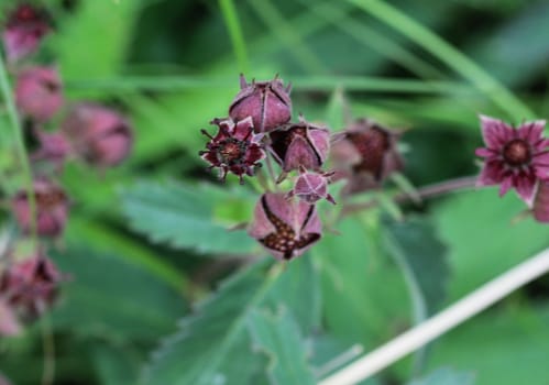 Close up of Comarum palustre flower, known as the purple marshlocks, swamp cinquefoil and marsh cinquefoil