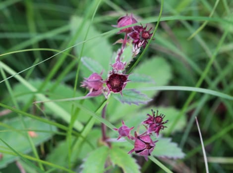 Close up of Comarum palustre flower, known as the purple marshlocks, swamp cinquefoil and marsh cinquefoil
