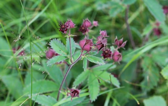 Close up of Comarum palustre flower, known as the purple marshlocks, swamp cinquefoil and marsh cinquefoil