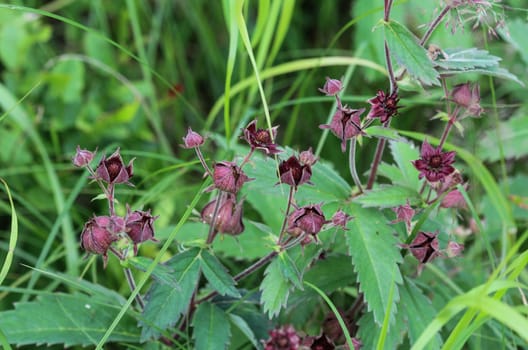 Close up of Comarum palustre flower, known as the purple marshlocks, swamp cinquefoil and marsh cinquefoil