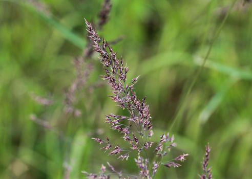 close up of Holcus lanatus, Common names include Yorkshire fog, tufted grass, and meadow soft grass