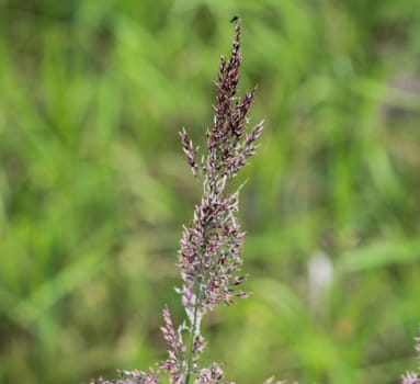 close up of Holcus lanatus, Common names include Yorkshire fog, tufted grass, and meadow soft grass