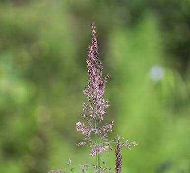 close up of Holcus lanatus, Common names include Yorkshire fog, tufted grass, and meadow soft grass