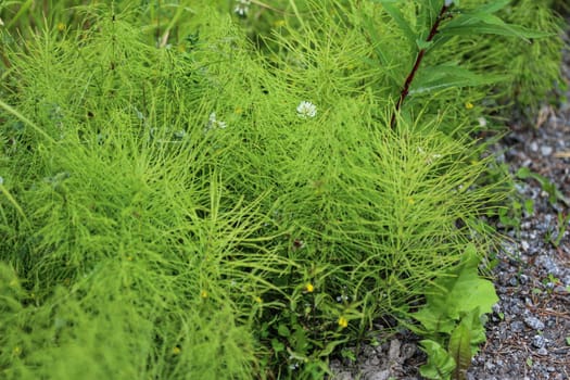 Close up of Equisetum sylvaticum, the wood horsetail, growing in the forest