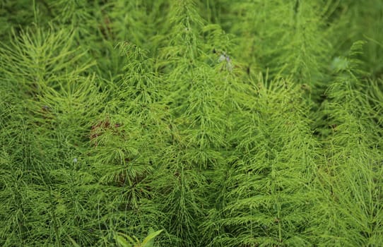 Close up of Equisetum sylvaticum, the wood horsetail, growing in the forest