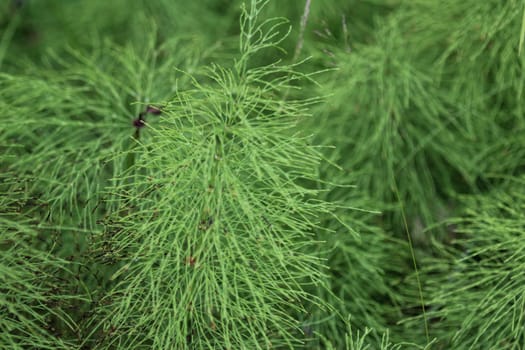 Close up of Equisetum sylvaticum, the wood horsetail, growing in the forest