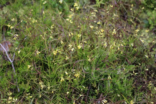 Close up of Melampyrum lineare, commonly called the narrowleaf cow wheat flower