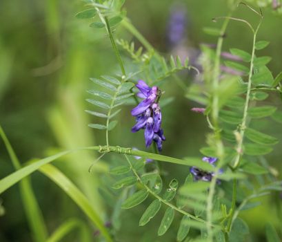 Close up of Vicia villosa flower, known as the hairy vetch, fodder vetch or winter vetch