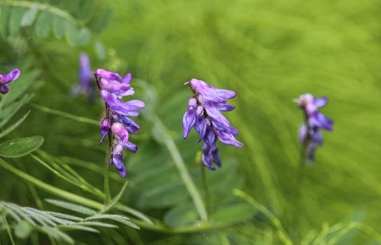 Close up of Vicia villosa flower, known as the hairy vetch, fodder vetch or winter vetch