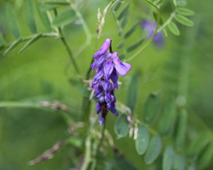 Close up of Vicia villosa flower, known as the hairy vetch, fodder vetch or winter vetch