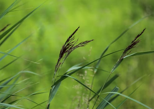 close up of Phragmites australis, also called common reed or reed