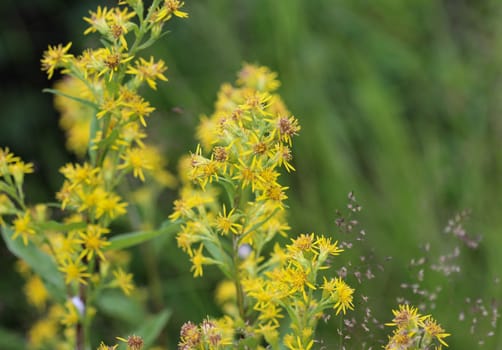 Close up of Solidago virgaurea, common called European goldenrod or woundwort