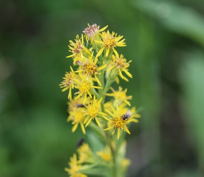 Close up of Solidago virgaurea, common called European goldenrod or woundwort