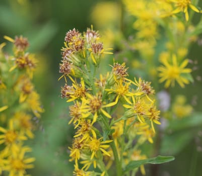 Close up of Solidago virgaurea, common called European goldenrod or woundwort